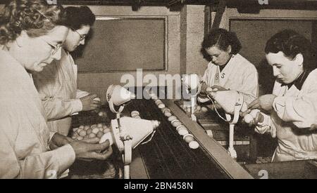 Industrie laitière en Grande-Bretagne - Industrie laitière en Grande-Bretagne - une photographie de vieux magazine montrant les 'Candlers' anglais inspectant les oeufs pour la fraîcheur en les examinant devant des ampoules électriques (à l'origine des bougies) dans les jours avant que des techniques plus modernes ont été établies. Aujourd'hui, le candling est une méthode utilisée en embryologie pour étudier la croissance et le développement d'un embryon à l'intérieur d'un oeuf. La méthode utilise une source lumineuse derrière l'œuf pour montrer les détails à travers la coquille, et est appelée ainsi parce que les sources originales de lumière utilisées étaient des bougies Banque D'Images