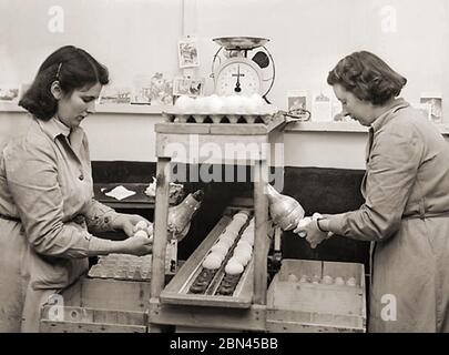 Industrie laitière en Grande-Bretagne - une photographie d'un vieux magazine montrant les « Candlers » gallois inspectant les œufs pour vérifier leur fraîcheur en les examinant devant des ampoules électriques (à l'origine des bougies) dans les jours précédant l'établissement de techniques plus modernes. Aujourd'hui, le candling est une méthode utilisée en embryologie pour étudier la croissance et le développement d'un embryon à l'intérieur d'un oeuf. La méthode utilise une source lumineuse derrière l'œuf pour montrer les détails à travers la coquille, et est appelée ainsi parce que les sources originales de lumière utilisées étaient des bougies Banque D'Images