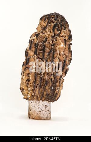 Morel noir (Morchella elata), famille des Morchellacées, Suisse Banque D'Images