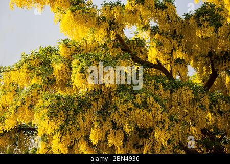 Laburnum arbre en pleine floraison avec une masse de spectaculaire densément emballé chaîne jaune comme des fleurs pendantes à la mi-mai en Angleterre. Banque D'Images