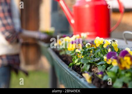 Les mains des jardiniers planter des fleurs en pot avec de la terre en pot sur balcon terrasse jardin. Concept de jardinage Banque D'Images