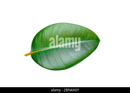 Gros plan Ficus Elastica feuille, Ficus indien isolé sur fond blanc Banque D'Images