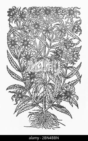 Hochement de la tête Bur-Marigold / Bidens cernua, coupe de bois de Gerarde's Herball, Histoire des plantes. Il l'appelle par erreur Hemp. Eau. P574 Banque D'Images