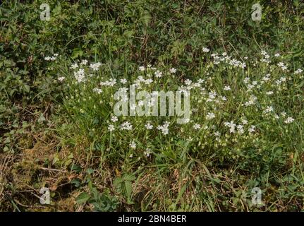 Floraison printanière Addersmeat ou plus Stitchwort (Stellaria holosa) fleurs sauvages poussant sur une banque routière dans le Devon rural, Angleterre, Royaume-Uni Banque D'Images