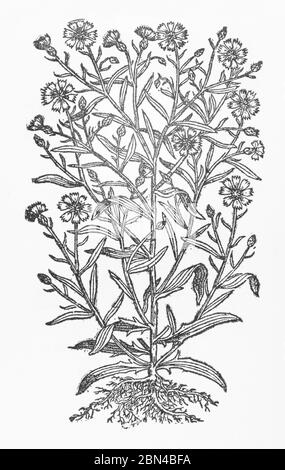 Cornflower / Centaurea cyanus plante coupée en bois de Gerarde's Herball, Histoire des plantes. Il le désigne comme bouteille de couleur violette, Cyanus. P593 Banque D'Images