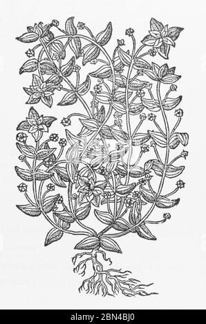 Écarlate Pimpernel / Anagallis arvensis coupe de bois de Gerarde's Herball, Histoire des plantes. Il se réfère à lui comme masculin Pimpernell / Anagallis mas. P494 Banque D'Images