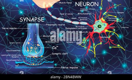 Anatomie neurone et synapse. Signalisation dans le cerveau. Cellules neurone et synapse avec descriptions. Structure neurone pour l'éducation, la médecine, l'usage biologique.transmission des impulsions dans un organisme vivant Banque D'Images