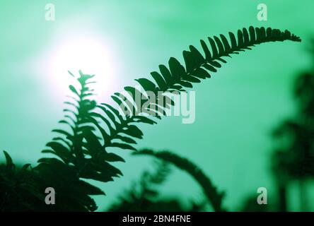 Une silhouette pop-art de feuilles de fougères sur un soleil éclatant et un ciel vert Banque D'Images