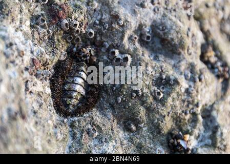 Un Mossy Chiton (Mopalia muscosa) avec des barnacles sur un affleurement à la plage d'État de Leo Carrillo, Malibu, Californie Banque D'Images