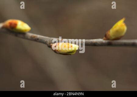 Branche brune d'une buisson avec bourgeons gonflées. Jeunes bourgeons verts. Petites feuilles en fleurs sur un arbre. Banque D'Images