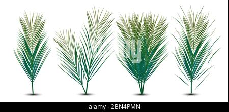 Feuilles de palmier vertes réalistes. Feuilles de palmier tropicales isolées sur fond transparent. Les lames sont rapprochées. Illustration 3D. Banque D'Images
