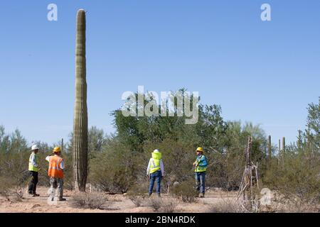 Le 7 octobre 2019, des travailleurs ont évalué un site pour la réinstallation de plus de 100 cactus, dont 76 saguaros, pour accueillir la construction du nouveau mur frontalier près de Lukeville, Arizona. Le projet s'inscrit dans le cadre de l'amélioration de l'infrastructure à la frontière entre les États-Unis et le Mexique. Banque D'Images