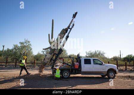En date du 7 octobre 2019, les employés du Organ Pipe National Monument ont relocalisé plus de 100 cactus, dont 76 saguaros, dans le cadre d'un projet de mur frontalier près de Lukeville, Arizona, pour répondre aux préoccupations environnementales et améliorer les infrastructures. Banque D'Images