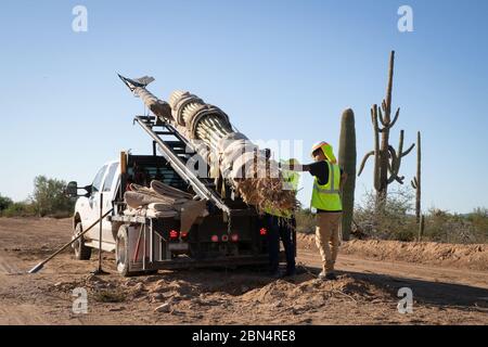 En date du 7 octobre 2019, plus de 100 cactus, dont 76 saguaros, ont été déplacés au Organ Pipe National Monument près de Lukeville, Arizona. Le déménagement faisait partie du projet de mur frontalier et des améliorations de l'infrastructure dans le cadre du Service des douanes et de la protection des frontières des États-Unis. Banque D'Images