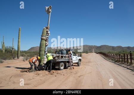 Les ouvriers déménagent un cactus saguaro au Organ Pipe National Monument, Arizona, le 7 octobre 2019, dans le cadre des ajustements environnementaux effectués lors de la construction du nouveau mur frontalier près de Lukeville. Banque D'Images