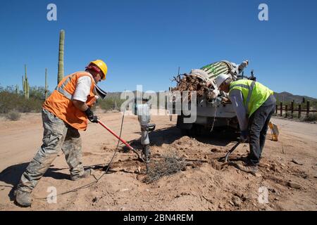 Les travailleurs déplacent un cactus saguaro au monument national Organ Pipe en Arizona dans le cadre du nouveau projet de mur frontalier. Plus de 100 cactus, dont 76 saguaros, ont été déplacés d’ici le 7 octobre 2019 pour faire place à des améliorations d’infrastructure près de Lukeville. Banque D'Images