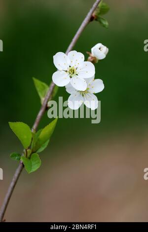Fleur de cerisier au printemps sur fond vert naturel, photo verticale. Fleurs blanches sur une branche dans un jardin, couleurs douces Banque D'Images