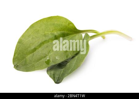 Deux feuilles de plantain isolées sur un fond blanc. Empilement de photos Banque D'Images
