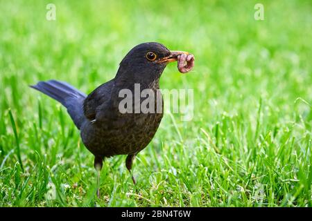 blackbird commun avec des vers dans son bec (Turdus merula) Banque D'Images