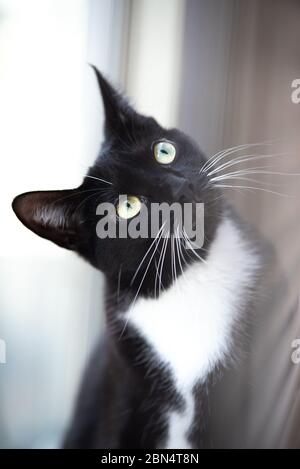 Tuxedo Cat dans la maison Banque D'Images