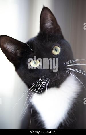 Tuxedo Cat dans la maison Banque D'Images