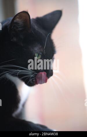 Tuxedo Cat dans la maison Banque D'Images