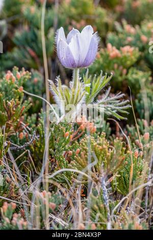 Crocus de prairie pourpre parmi les graminées sauvages en Saskatchewan, Canada Banque D'Images