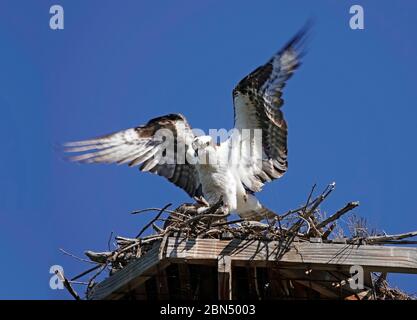 Un mâle américain Osprey, Pandion haliatus, également appelé aigle à poissons, en vol près de son nid sur les rives de la rivière Deschutes à Bend, en Oregon. Banque D'Images