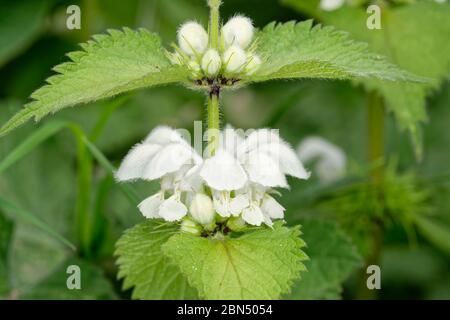 White Dead-nettle - feuilles, fleurs et bourgeons de l'album de Lamium Banque D'Images