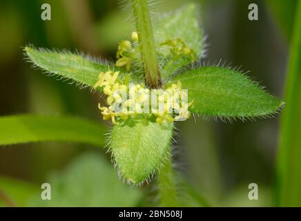 Cruciata laevipes Crosswort - fleurs sauvages des prairies calcaires Banque D'Images