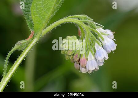 Comfrey russe - Symphytum x uplandicum gros plan des fleurs en spirale Banque D'Images