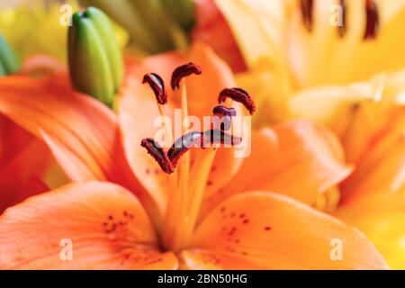 Vue rapprochée du centre d'un nénuphar orange. Autres lilas floues en arrière-plan. Banque D'Images