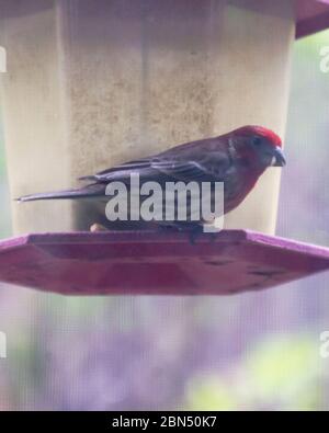 Un finch de maison masculine est assis sur le bord d'un mangeoire à oiseaux rouges avec une graine dans sa bouche. Banque D'Images