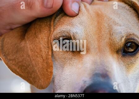 La main d'un homme repose sur la tête de son fidèle mélange de beagle. Banque D'Images