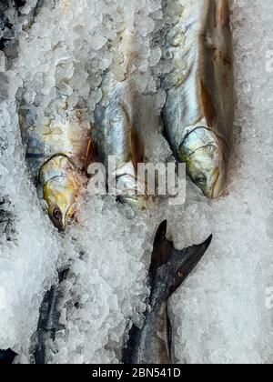 beaucoup de poisson frais pour cuisiner comme le fond Banque D'Images