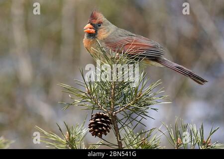 Northern Cardinals Femme Banque D'Images