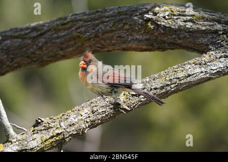 Northern Cardinals Femme Banque D'Images