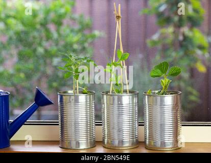 plantules de légumes poussant dans des boîtes de conserve de réutilisation sur le rebord de fenêtre. Autosuffisance à la maison, économiser de l'argent, recycler, réutiliser pour réduire le gaspillage et faire croître votre propre Banque D'Images