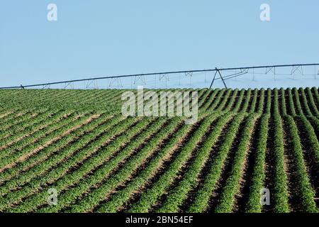 Vue sur les rangées de pommes de terre fraîchement germées d'un champ agricole dans les champs fertiles de l'Idaho. Banque D'Images