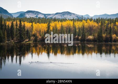 Feuillage d'automne se reflétant dans un étang avec des canards nageurs devant les montagnes le long de la route Alaska-Canada, territoire du Yukon, Canada Banque D'Images