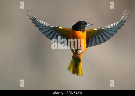 Baltimore Oriole Malé en vol Banque D'Images