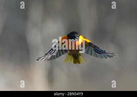 Baltimore Oriole Malé en vol Banque D'Images
