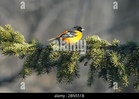 Baltimore Oriole mâle perchée sur le bough d'épinette Banque D'Images