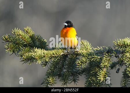 Baltimore Oriole mâle perchée sur le bough d'épinette Banque D'Images
