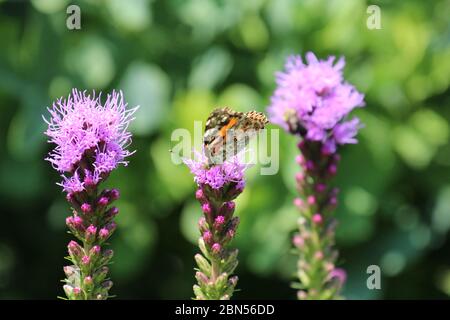 Vue de dessus d'un papillon lady peint sirotant le nectar sur une fleur de Liatris en été dans le Wisconsin, Etats-Unis Banque D'Images