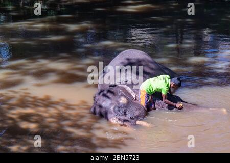 Mahout lavant son éléphant d'Asie dans une rivière comme l'animal se trouve sur son côté dans l'eau Banque D'Images
