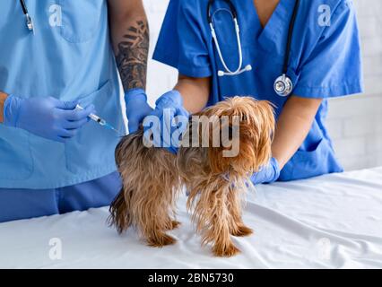 Médecins vétérinaires méconnaissables avec vaccin faisant l'injection à peu de chien à la clinique vétérinaire, gros plan Banque D'Images