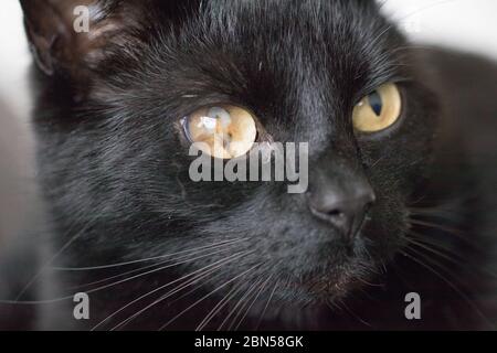 Portrait D Un Chat Avec Un œil Aveugle Blesse En Couleur Photo Stock Alamy