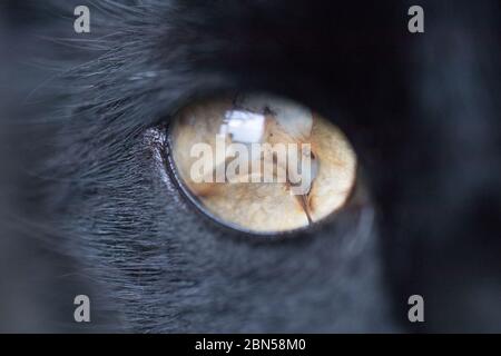 Close Up De Chat Noir Blesse A Une Seule Oreille Allonge Dans L Herbe Photo Stock Alamy