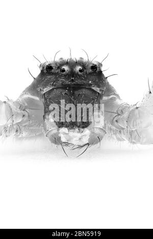 Vue antérieure macro extrême des yeux et tête une petite araignée de crabe vert, Diaea dorsata, vue dans un jardin à Surrey, au sud-est de l'Angleterre, au printemps Banque D'Images